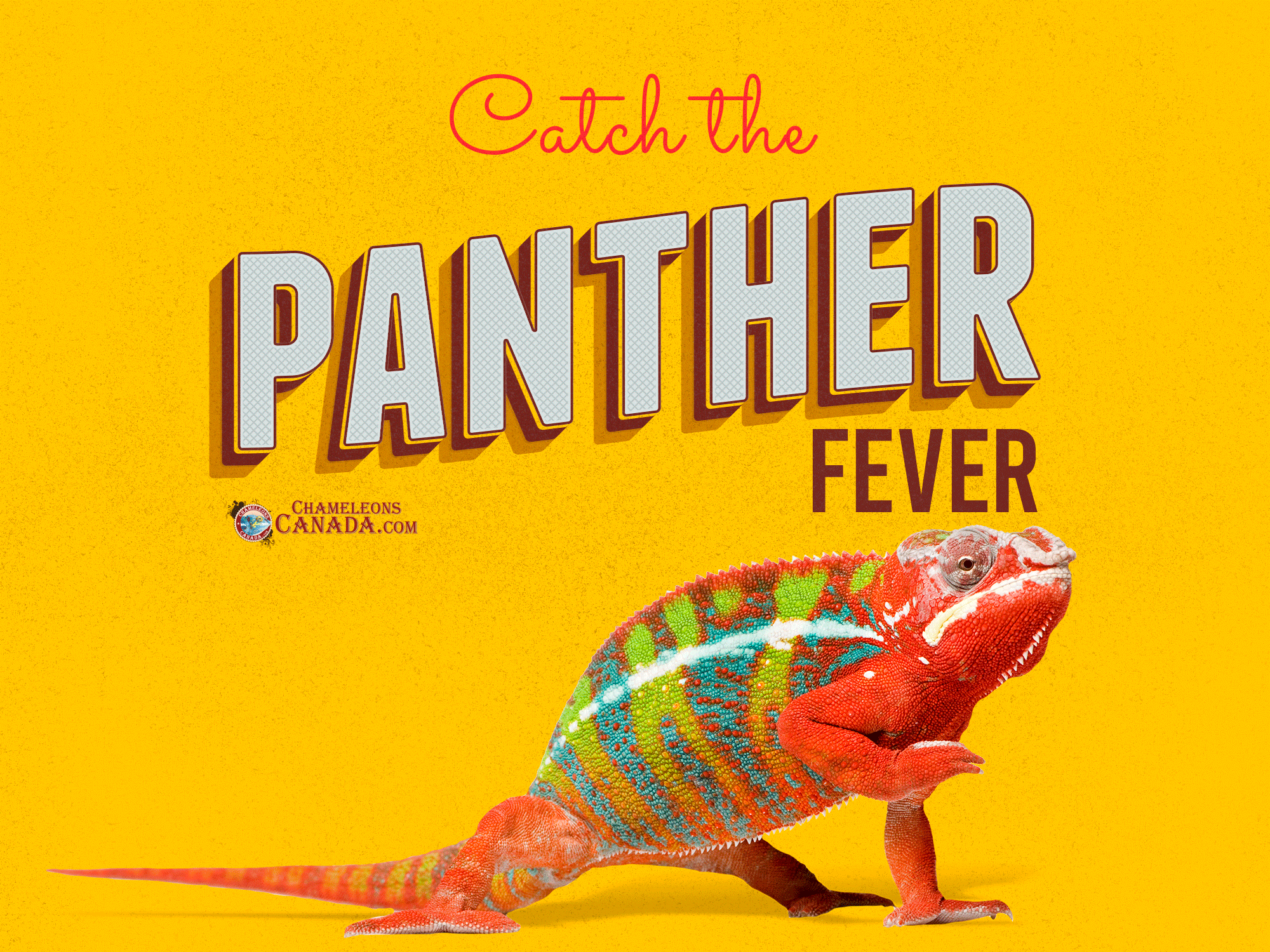 Panther-Fever